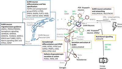 Genetic and phenotypic differences between sexes in congenital hypogonadotropic hypogonadism (CHH): Large cohort analysis from a single tertiary centre